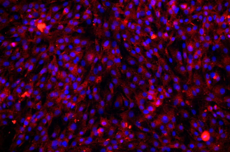 大鼠原代細(xì)胞