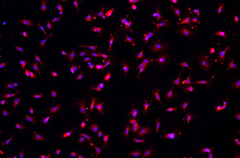 大鼠原代細(xì)胞