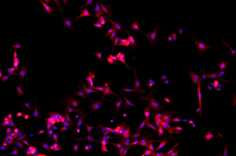 小鼠原代細(xì)胞