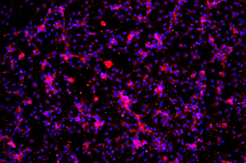 小鼠原代細(xì)胞
