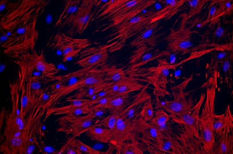 小鼠原代細(xì)胞