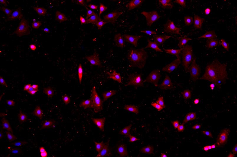 小鼠原代細(xì)胞