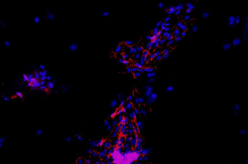 小鼠原代細(xì)胞