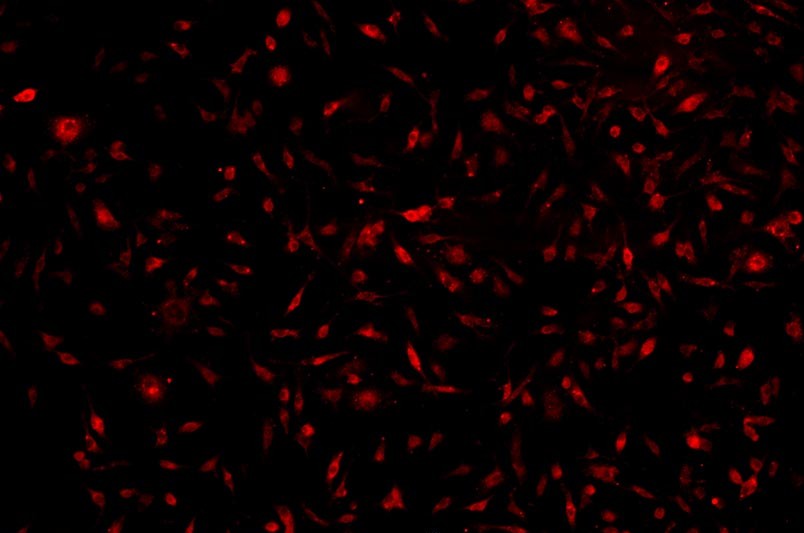 小鼠原代細(xì)胞