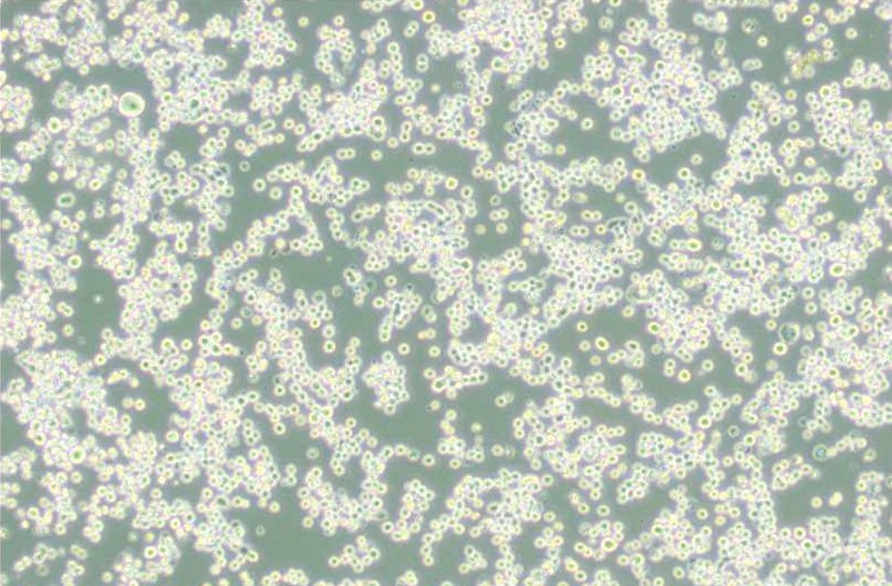 小鼠細(xì)胞系