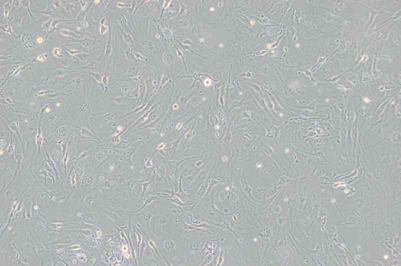 小鼠細(xì)胞系