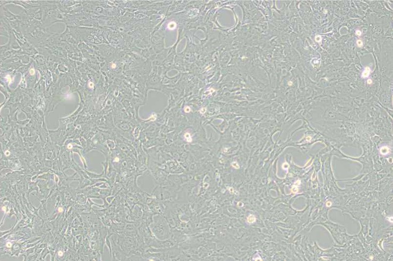 小鼠細(xì)胞系