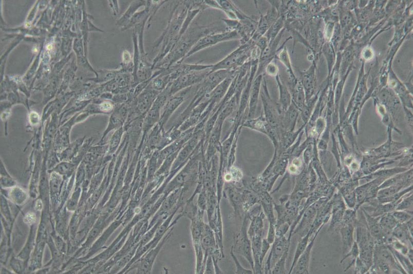 其他細(xì)胞系