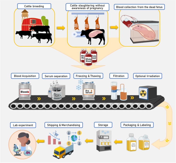 胎牛血清供應鏈